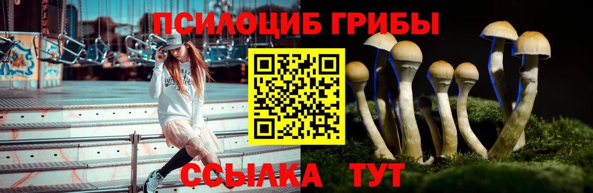 Галлюциногенные грибы Psilocybine cubensis Зеленогорск